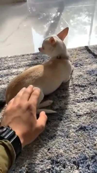 Let me pet you.