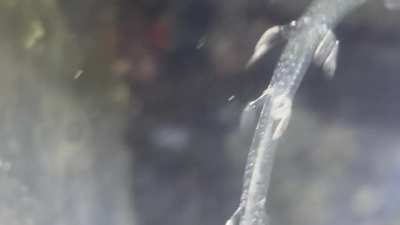 Here&rsquo;s a gossamer worm I found among many, I got some very close shots and I hope you enjoy! there so cool up so close
