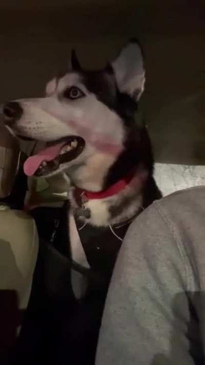 Every day en route to the dog park