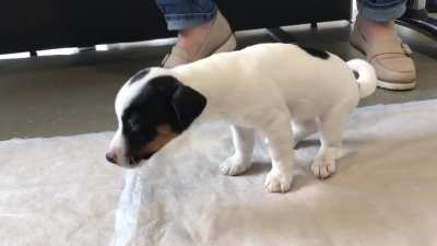 Sick puppy :(