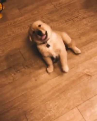 grAPhic vIdeO oF a DOg GeTtiNg shoT