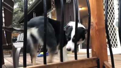 TIL wiggle butt didn&rsquo;t just apply to my dog and is an aussie dog thing. Then I found this wonderful place. I present to you Panda, our Aussie/Collie mix capable of 100 Wiggles Per Minute.