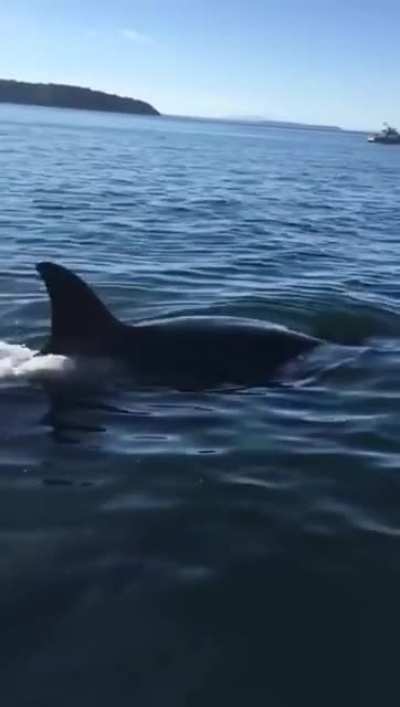 A seal gets away from three killer whales by jumping on a boat