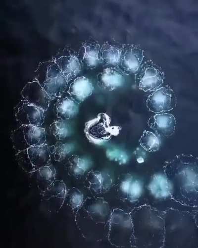 Humpbacks (Megaptera novaeangliae) often feed by lunging with their mouths open to catch any fish in their path. Sometimes, the whales will first swim upward in a spiral and blow bubbles underwater. This creates a circular &ldquo;net&rdquo; of bubbles that makes it h