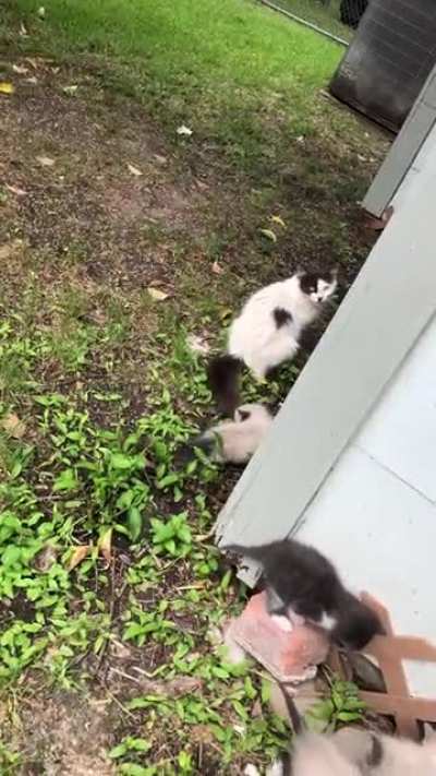 Stray under our house had kittens. We are gaining trust so we can take them in and find them homes.