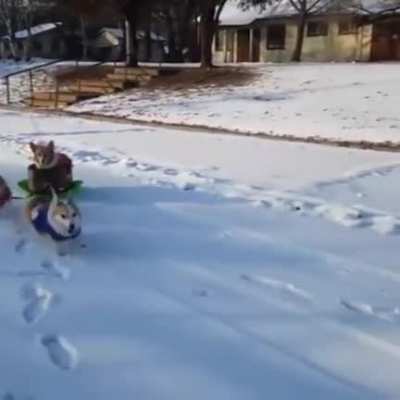 The Corgi Express