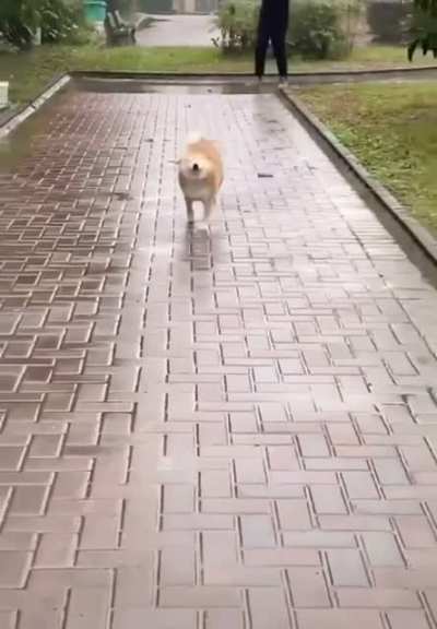 Fast boi ʕ&bull;ᴥ&bull;ʔ