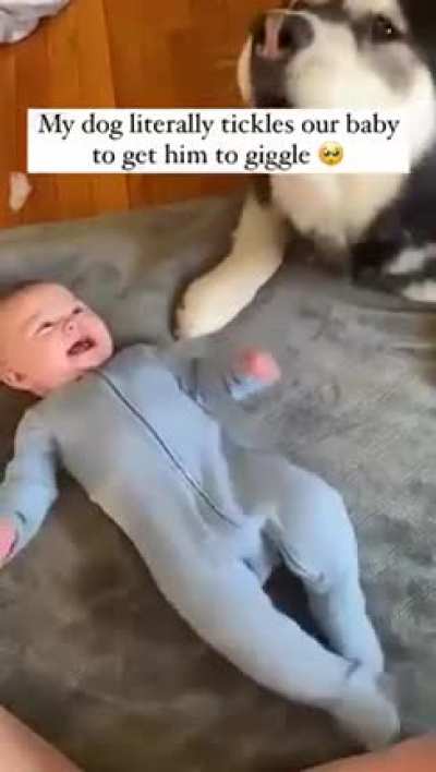 Husky's tantrums!