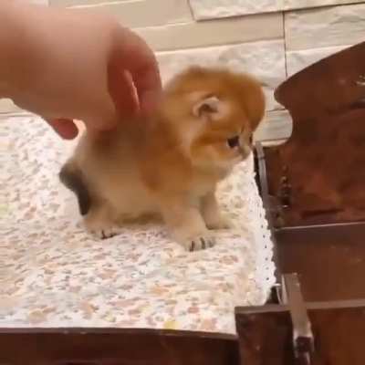 Little scritches