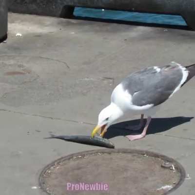 Seagull gets verbally attacked by Karen
