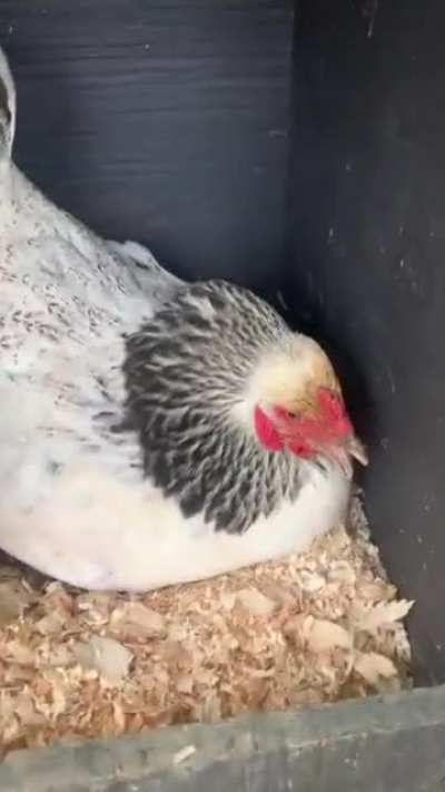 My chicken