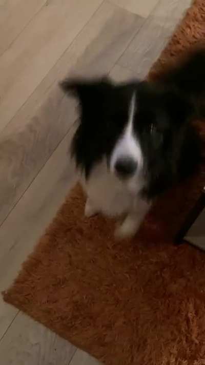 Doggo jump-scare