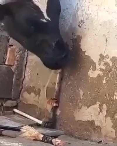 Cow opens tap to drink water and closes it afterwards after drinking