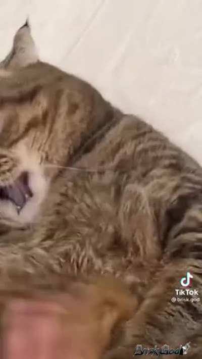 Chonker cushion activate