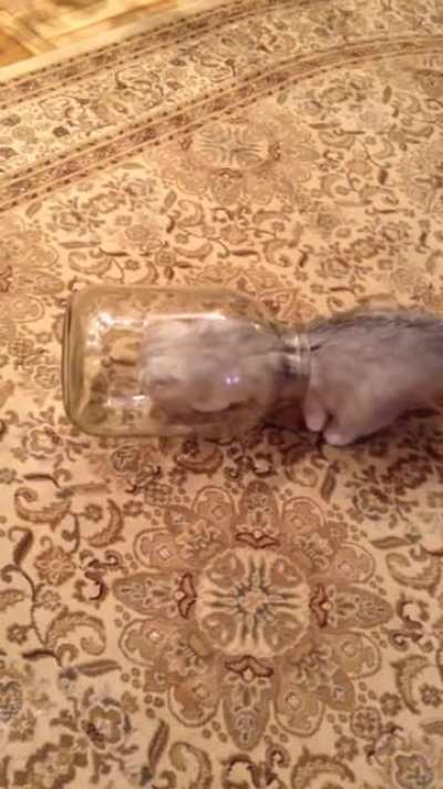 Cats are liquid