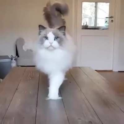 The most majestic cat you&rsquo;ll see today
