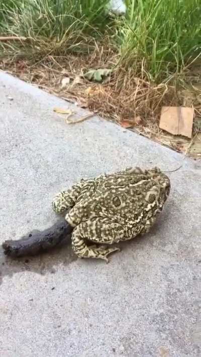 Absolute 💩