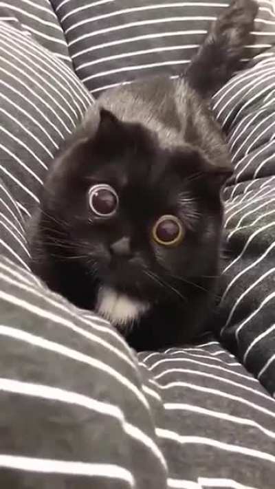 Heterochromia