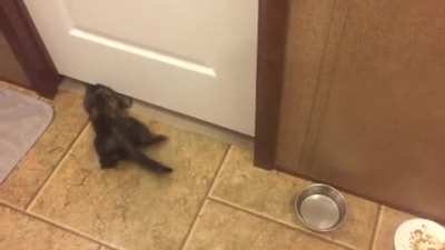 Excuse me, I think I left my catnip in the other room.