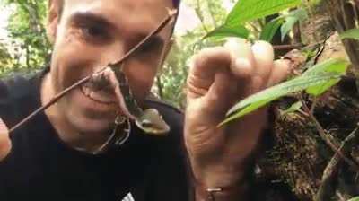The caterpillar that camouflages itself as a snake.