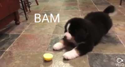 Bitter Boi