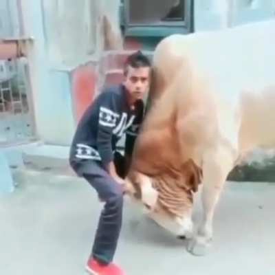 HMFT after I play with this cow.
