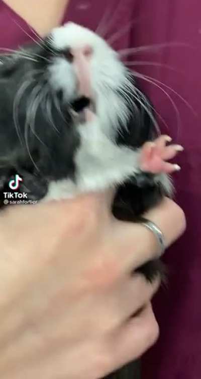 Vet was clipping nails