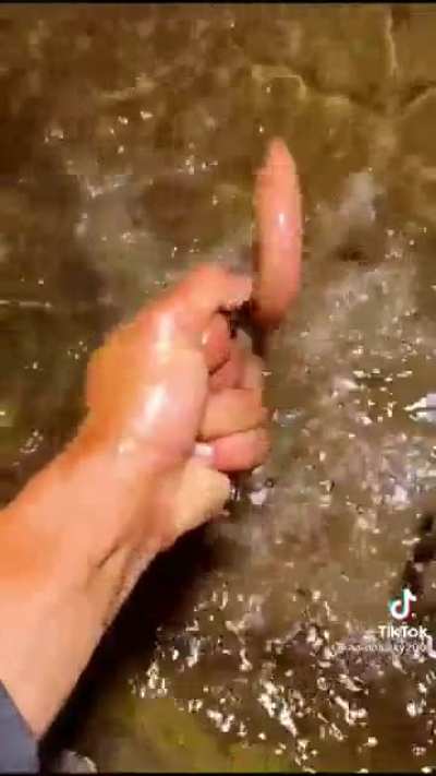 Catching eels.