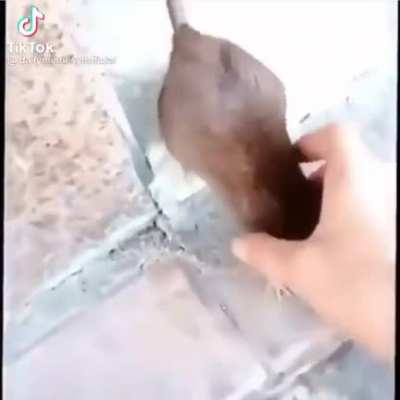 Fren :)