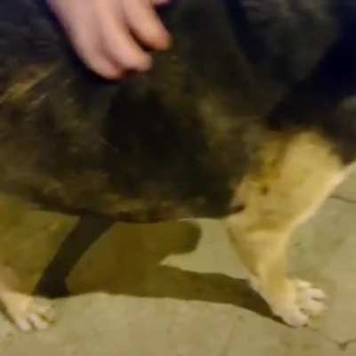 perro waton