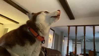 We like to howl together 🤷&zwj;♀️