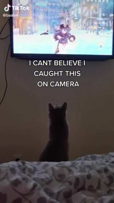 Cat tries to imitate Hu Tao