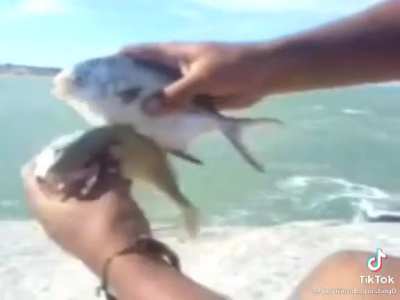 Fish