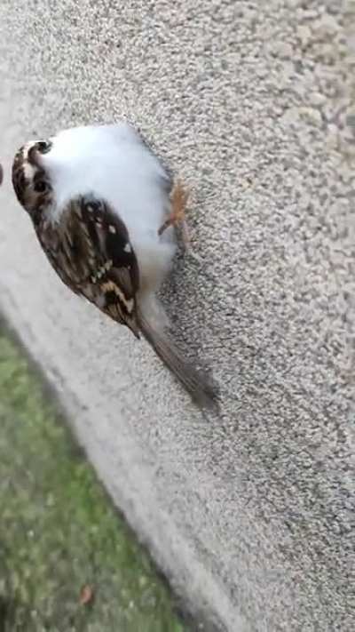 how not to pet a treecreeper