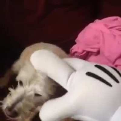 Friendly dog