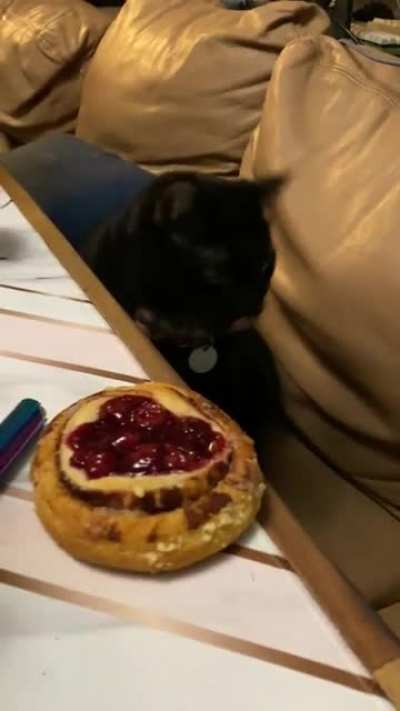 My friends cat really wanted the danish