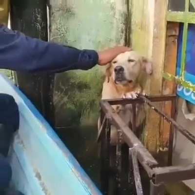 Real rescuers come to help a tired dog