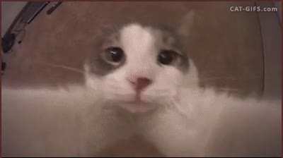 POV: You just said good morning to Stella