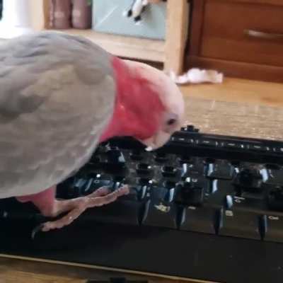 Get a bird, they said, it'll be fun 🤦&zwj;♀️