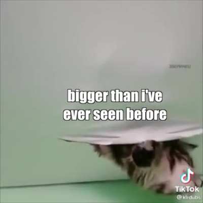 Meow