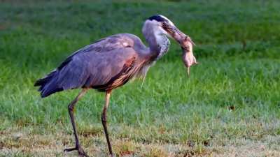 A great blue heron spears a gopher&rsquo;s skull and swallows it whole