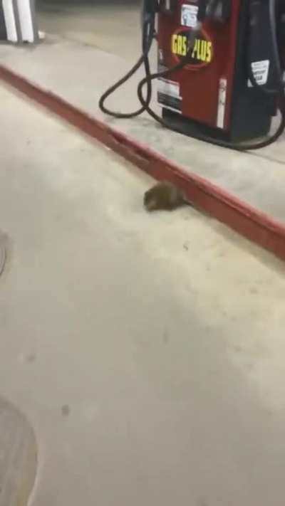 not that friendly rat