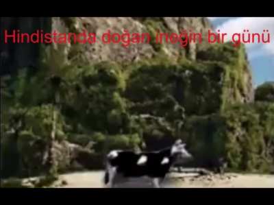 Some god cow problems