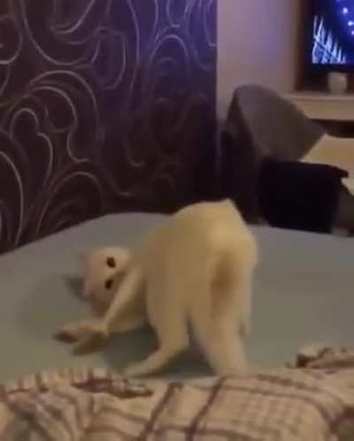 Cat.exe stopped responding