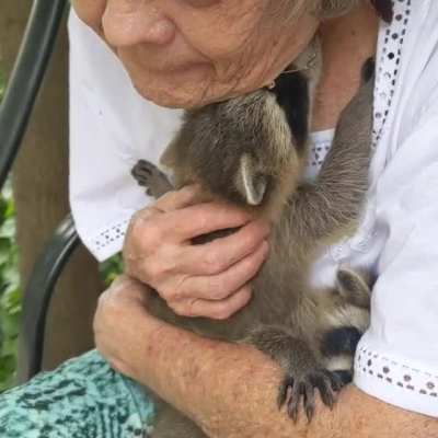 Trash pandas purr