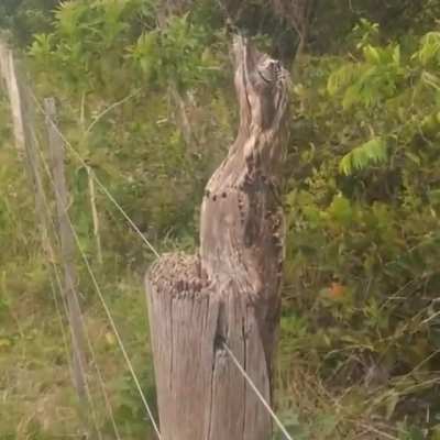 El kakuy, que habita en el norte argentino