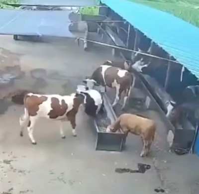 Didn't understand
