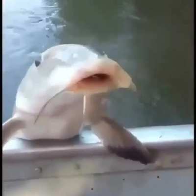 Fish