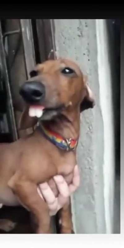 O amigo cheio de graça do Tobia
