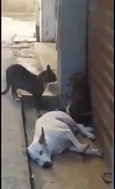 Two cats one dog